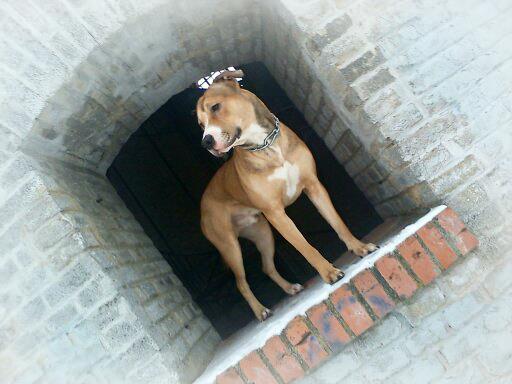 Gucii1
